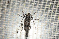 Aegomorphus longitarsis