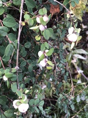 Symphoricarpos microphyllus