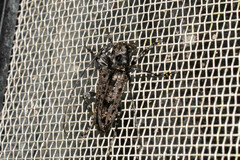 Aegomorphus longitarsis