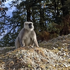 Semnopithecus schistaceus