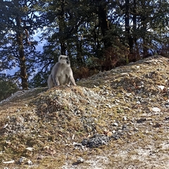 Semnopithecus schistaceus