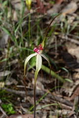Caladenia fulva