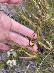Drosera binata