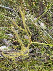 Drosera binata