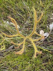 Drosera binata