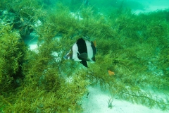 Pseudogoniistius nigripes