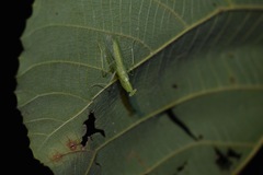 Tropidomantis gressitti
