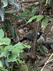 Pterorhinus chinensis