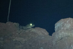 Paleosuchus trigonatus