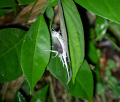 Pterodictya reticularis