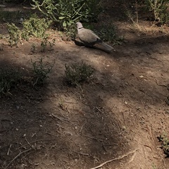 Streptopelia decaocto