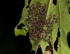 Thyrsophorinae