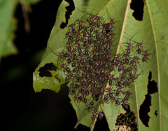 Thyrsophorinae