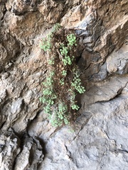 Phacelia perityloides