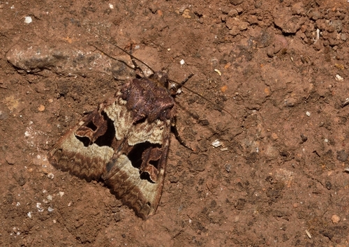 Euplexia dubiosa