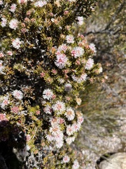 Melaleuca squamea
