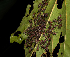 Thyrsophorinae
