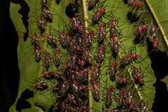 Thyrsophorinae