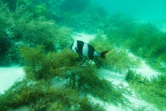 Pseudogoniistius nigripes