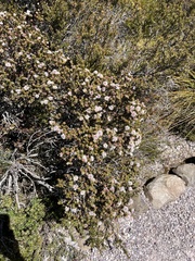 Melaleuca squamea