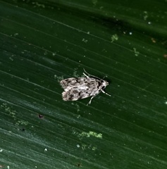 Barea codrella