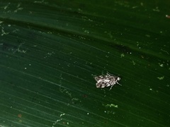 Barea codrella