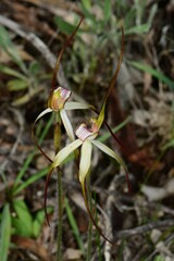 Caladenia fulva