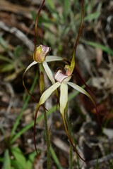 Caladenia fulva