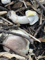 Agaricus californicus