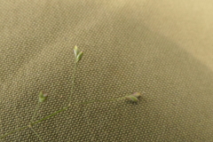 Poa imbecilla