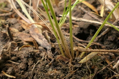 Poa imbecilla