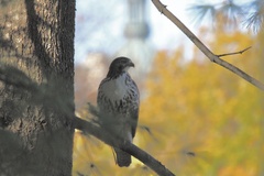Buteo jamaicensis