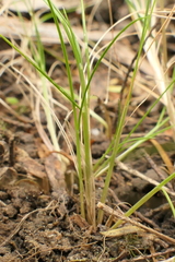 Poa imbecilla