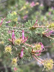 Gompholobium confertum