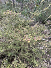 Gompholobium confertum