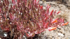 Dudleya cymosa pumila