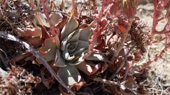 Dudleya cymosa pumila