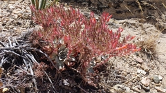 Dudleya cymosa pumila