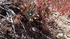 Dudleya cymosa pumila