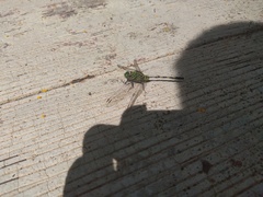 Orthetrum serapia