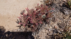Dudleya cymosa pumila