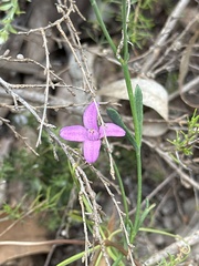 Boronia spathulata