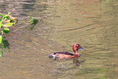 Aythya nyroca