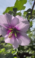 Malva subovata bicolor