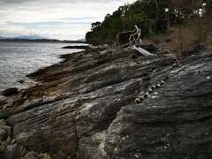 Laticauda saintgironsi