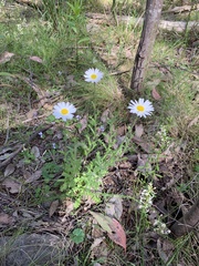 Brachyscome diversifolia