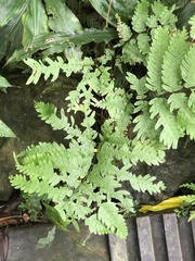 Pteris fauriei