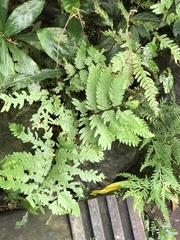 Pteris fauriei