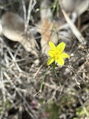 Tricoryne