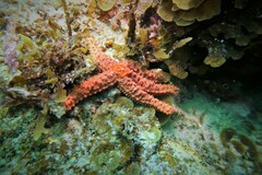 Uniophora granifera